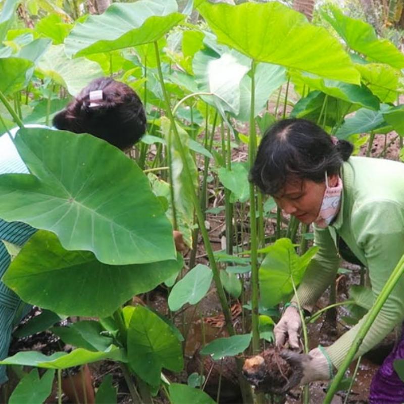Cach thu hoach khoai mon dat nang suat cao